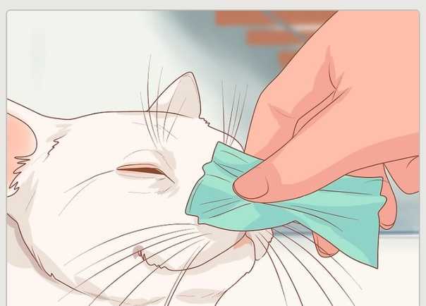 Чем промыть кошке глаза народные средства