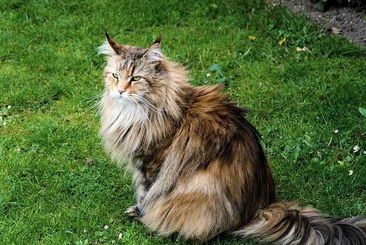 Норвежский лесной кот: описание и характер породы, фото котят-норвежцев