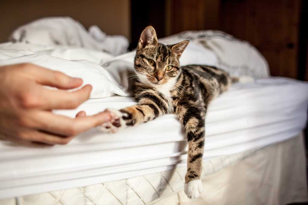 К чему снится, что рожает кошка? сонник: кошка и котята. толкование снов