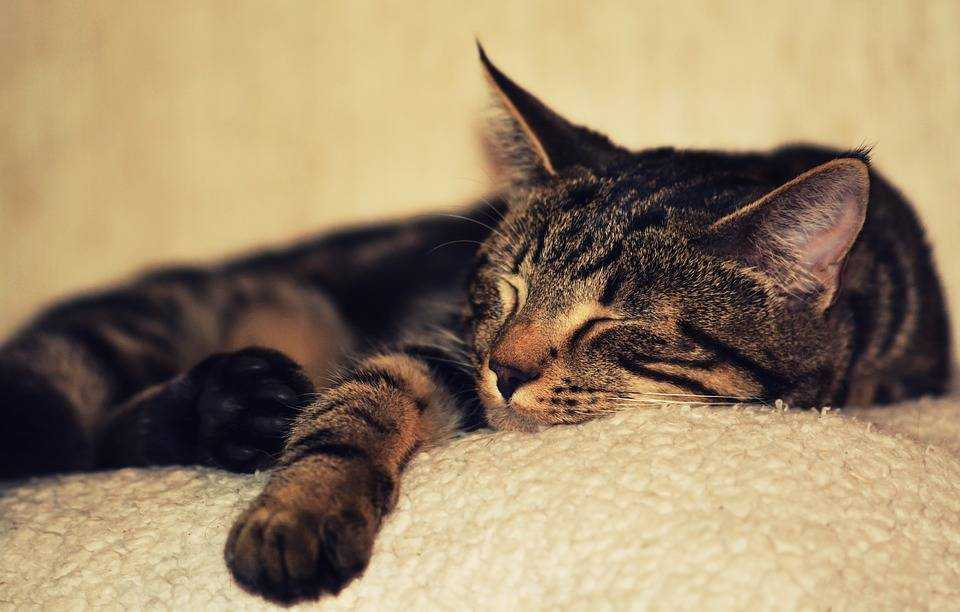 К чему снится кошка. видеть во сне кошка - сонник дома солнца