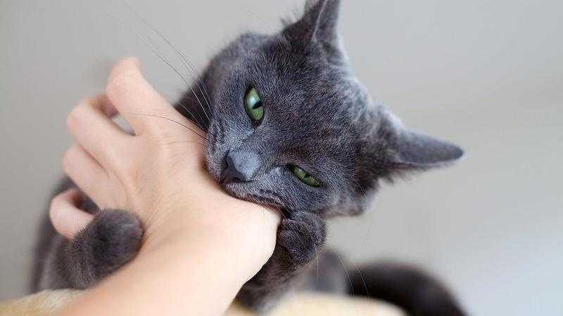 Почему кошка лижет лицо, руки, голову человека: основные причины такого поведения питомца, как скорректировать привычки животного чтобы кот перестал лизать хозяина