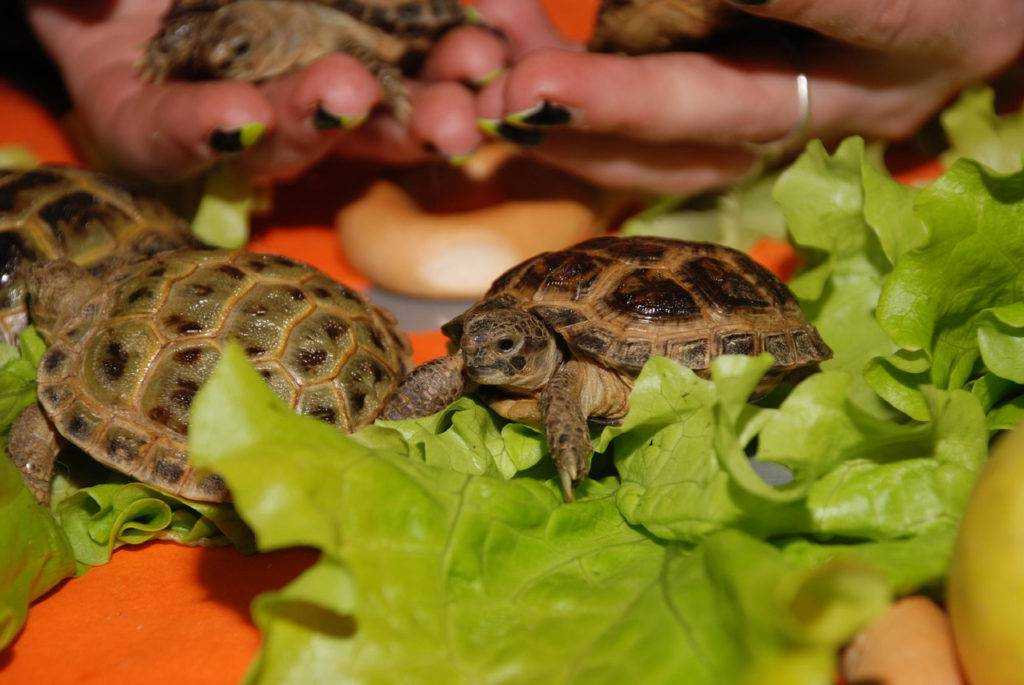 Черепахи в россии: какие разновидности живут и водятся в нашей природе