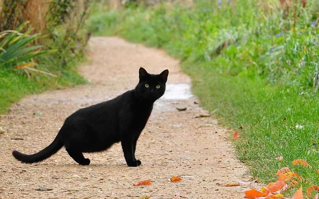 Чёрная кошка перебежала дорогу: что вещает примета, что делать и как избежать негатива.