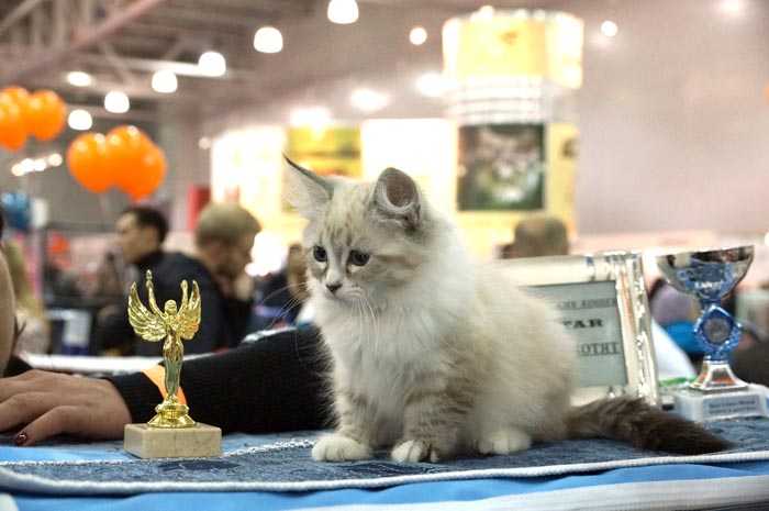 Выставка кошек: подготовка, правила, участие, титулы