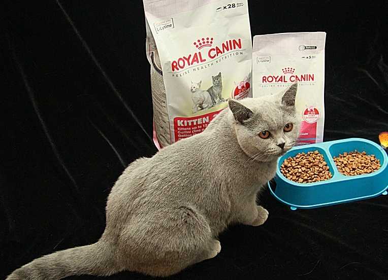 Кормление котят в полгода: натуральные продукты, рацион, сухие корма