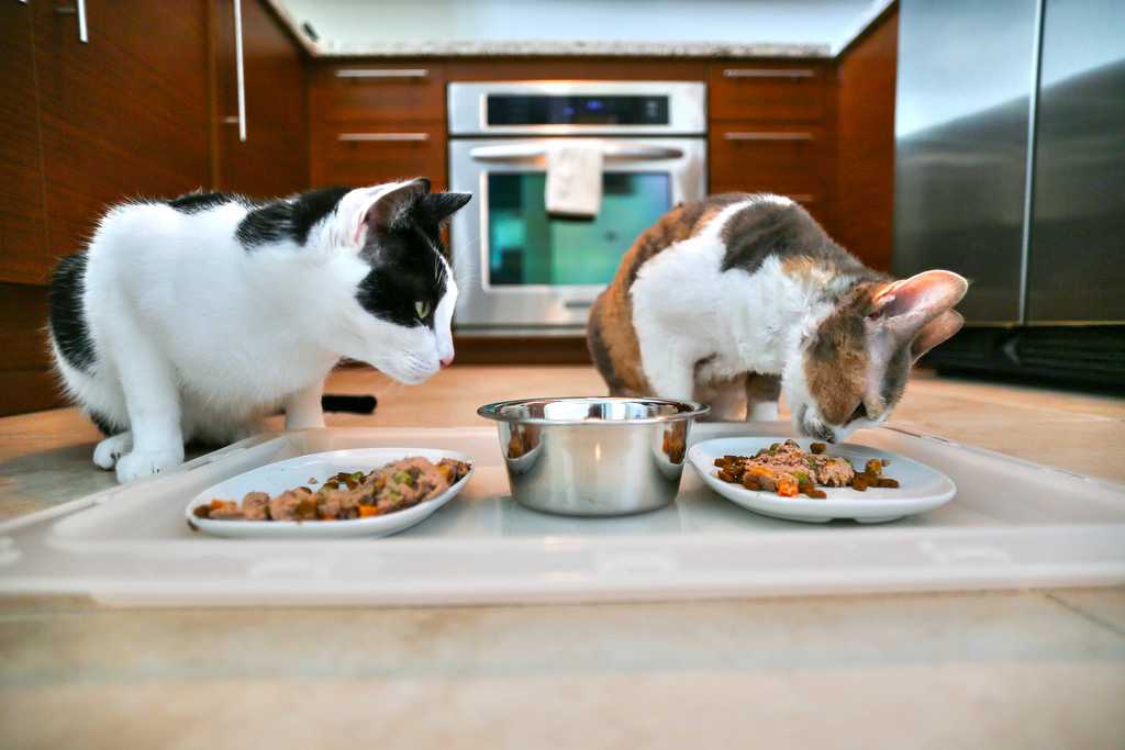 Как приучить кошку есть домашнюю пищу