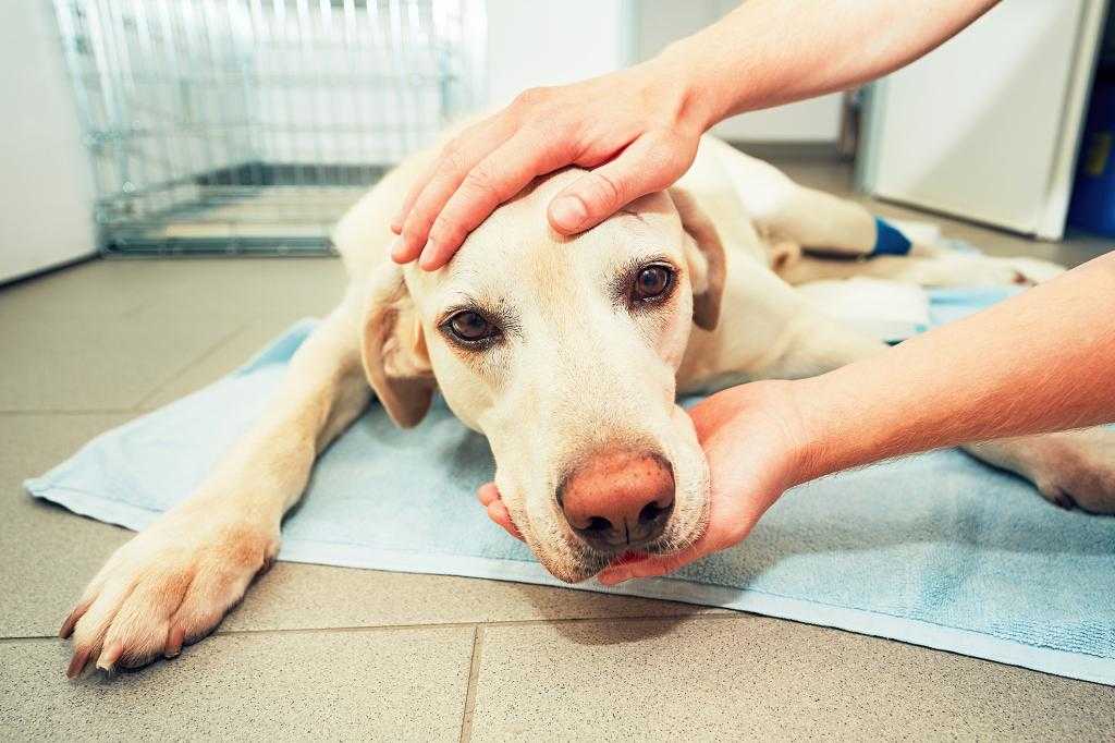 У собаки стул с кровью: причины и лечение