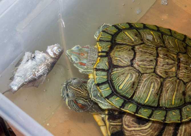 Красноухие черепахи: сколько могут без воды, чем кормить, особенности содержания, обустройство террариума
