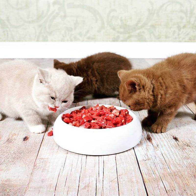 Приучение котенка к самостоятельному питанию - ответы и советы на твои вопросы