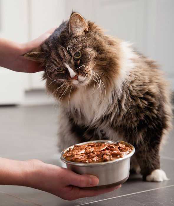 Какой корм для котят лучше: рейтинг качества, плюсы и минусы