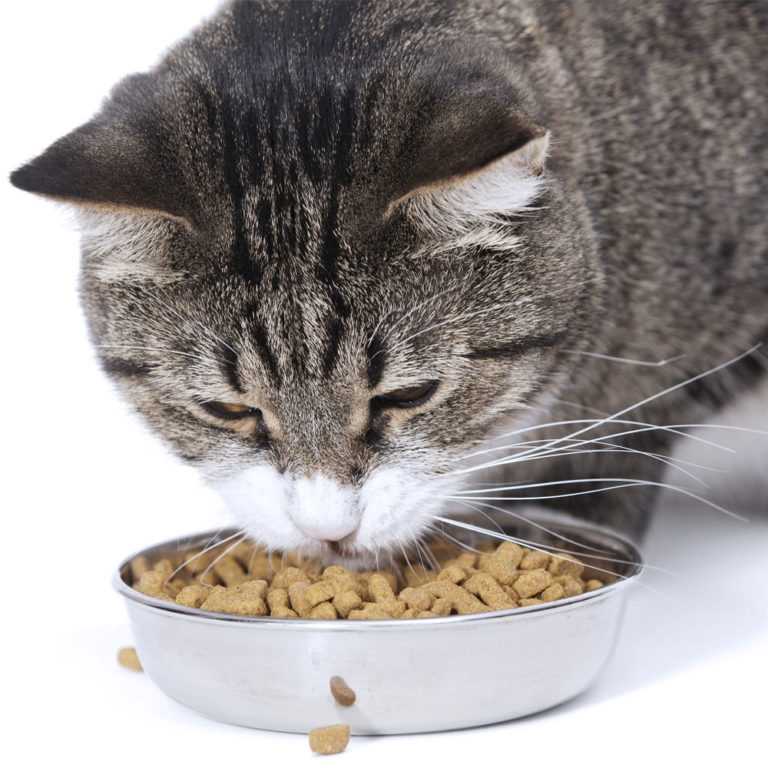 Как размачивать сухой корм для котят