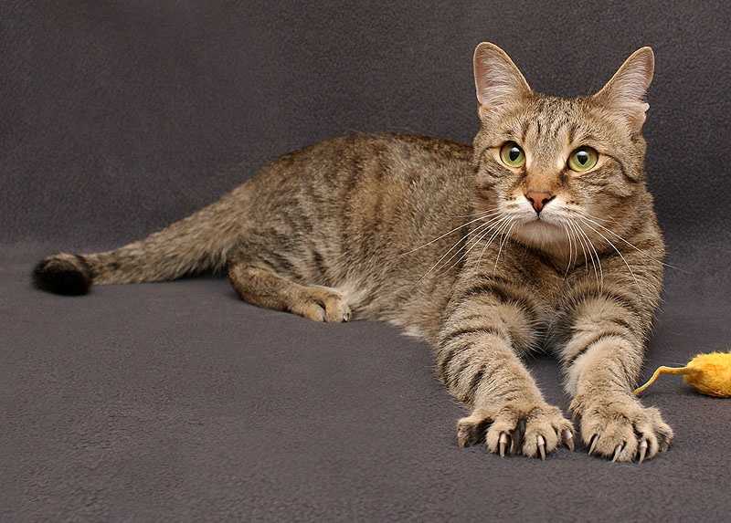 Бразильская короткошерстная кошка (22 фото): описание породы, особенности содержания взрослых котов, кошек и котят