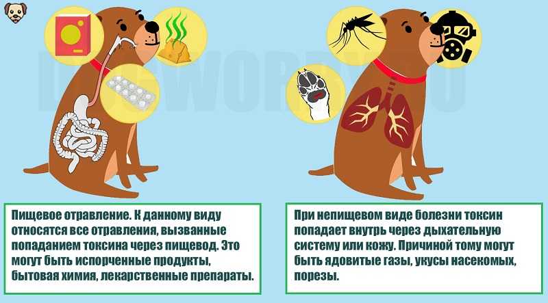 Отравление. как оказать первую помощь собаке при отравлении.