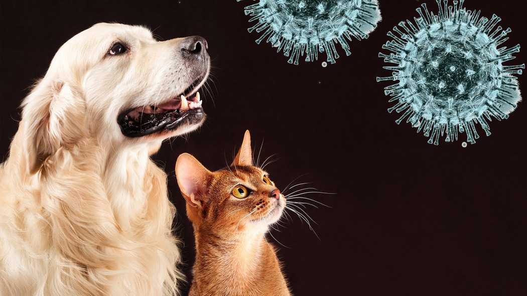 Можно ли заразиться коронавирусом на свежем воздухе? мнение ученых