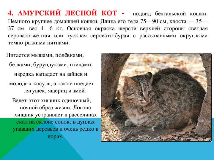 Камышовый кот: фото с описанием и цена, жизнь в дикой природе и домашних условиях