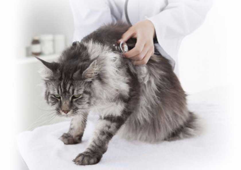 Вирусные инфекции у кошек и котов