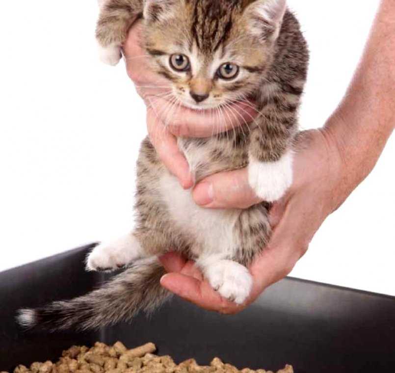 Зачем и как размачивают корм для кошки