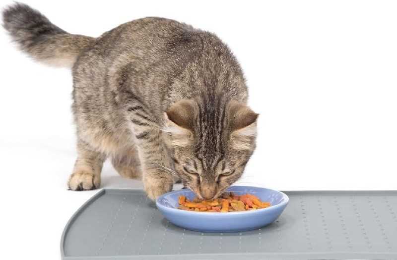 Как кормить кошку сухим кормом правильно: инструкция для владельцев