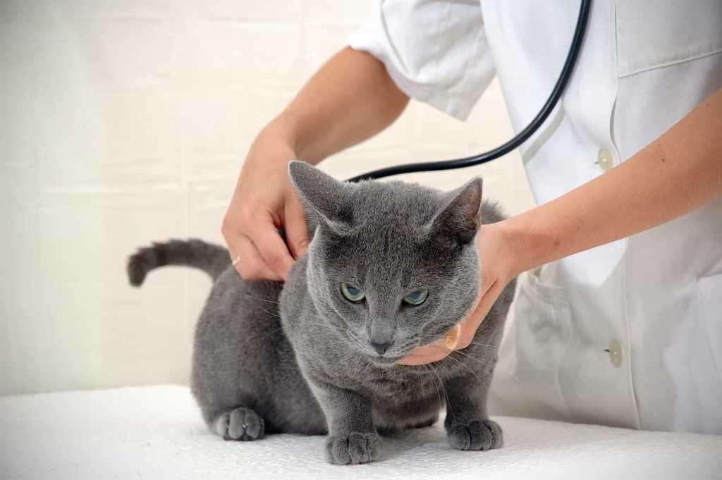 Кардиомиопатия и другие болезни сердца у кошек: симптомы и лечение