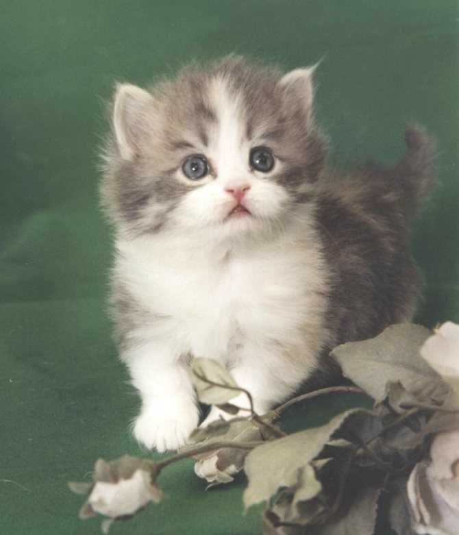 Наполеон или менуэт: описание породы кошек, 25+ фото, цена