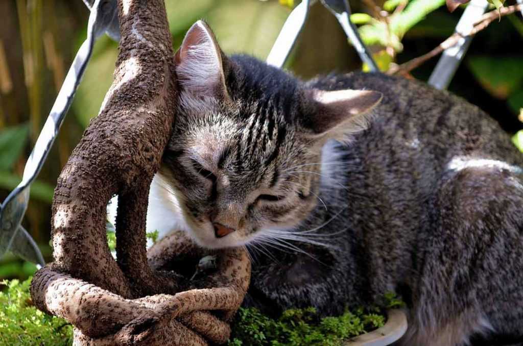 Порода кошек бразильская короткошерстная - описание, фото, купить