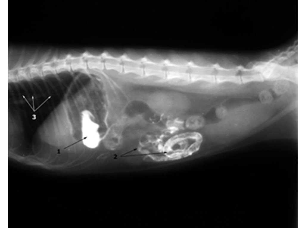 Лимфаденит — воспаление лимфатических узлов у кошек - catdogpet
