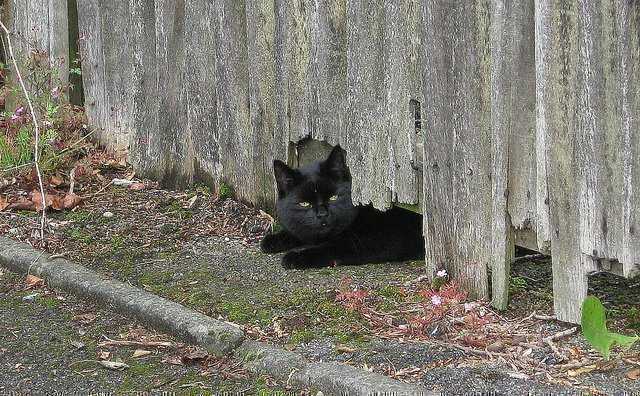 Что делать, если вам перебежала дорогу черная кошка