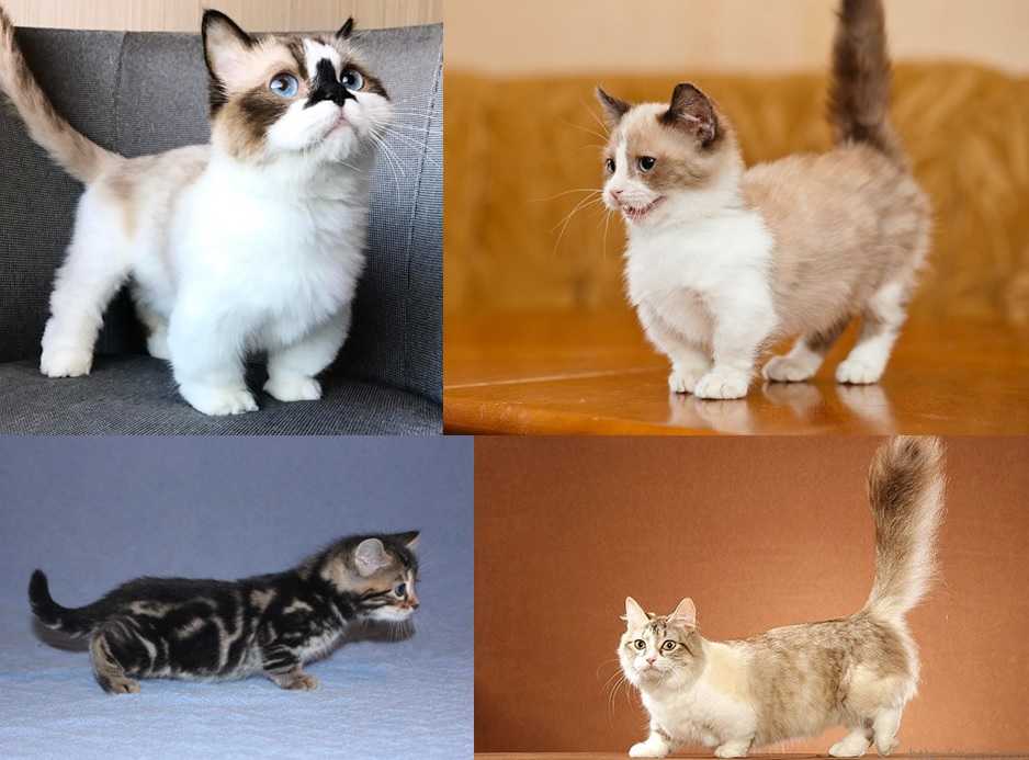 Манчкин: описание породы, характер кошки, советы по содержанию и уходу, фото