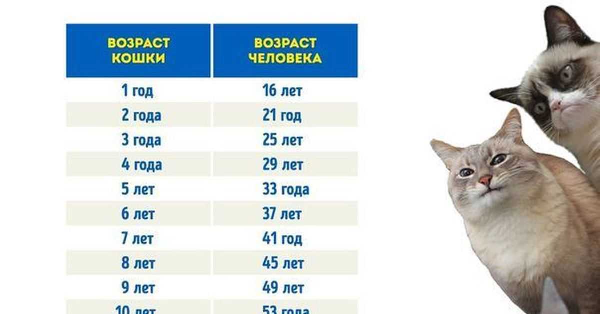 Сколько лет живут кошки и коты: средняя продолжительность жизни