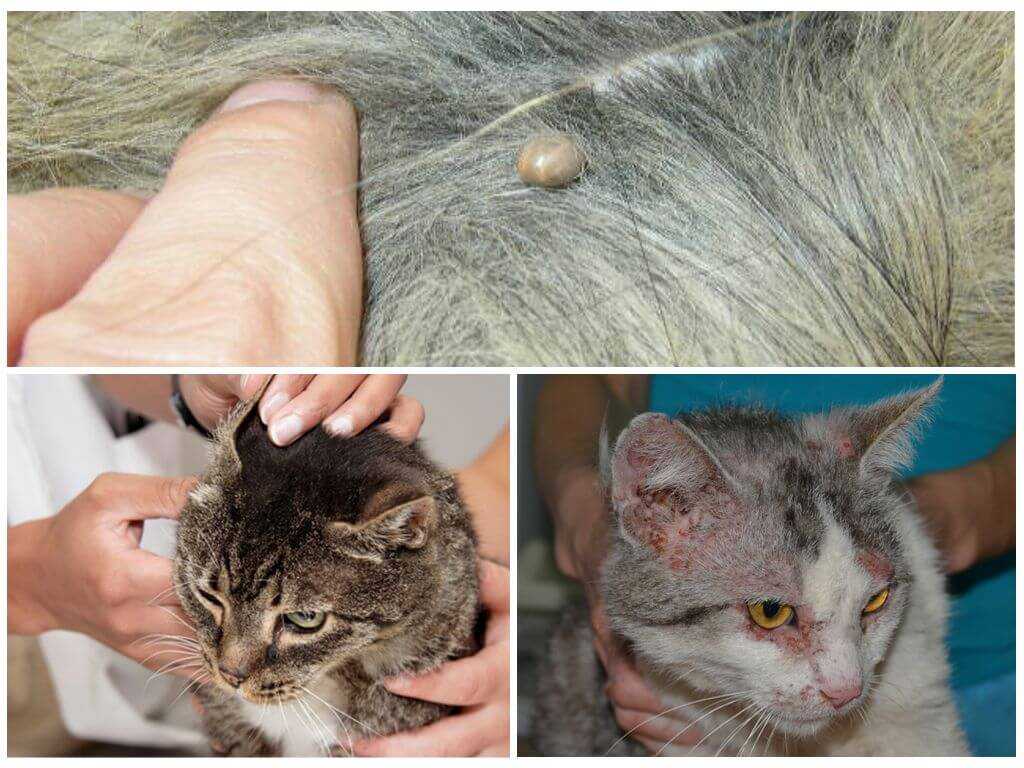 Блохи у кошек - как вывести блох у котов.  ветеринарная клиника "зоостатус"