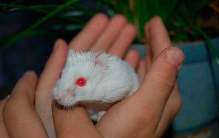 Сколько живут домашние крысы. смерть домашней крысы — признаки и причины