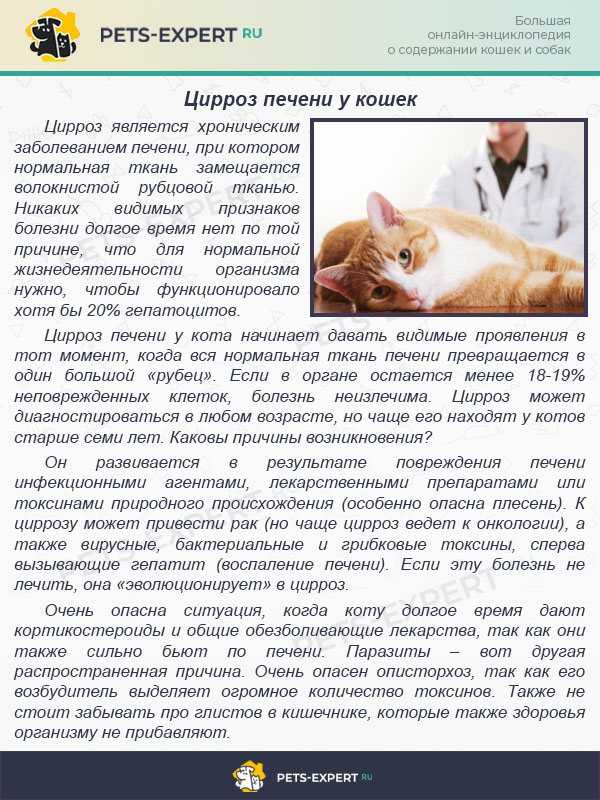 Дископатия у кота: причины, симптомы, диагностика, лечение