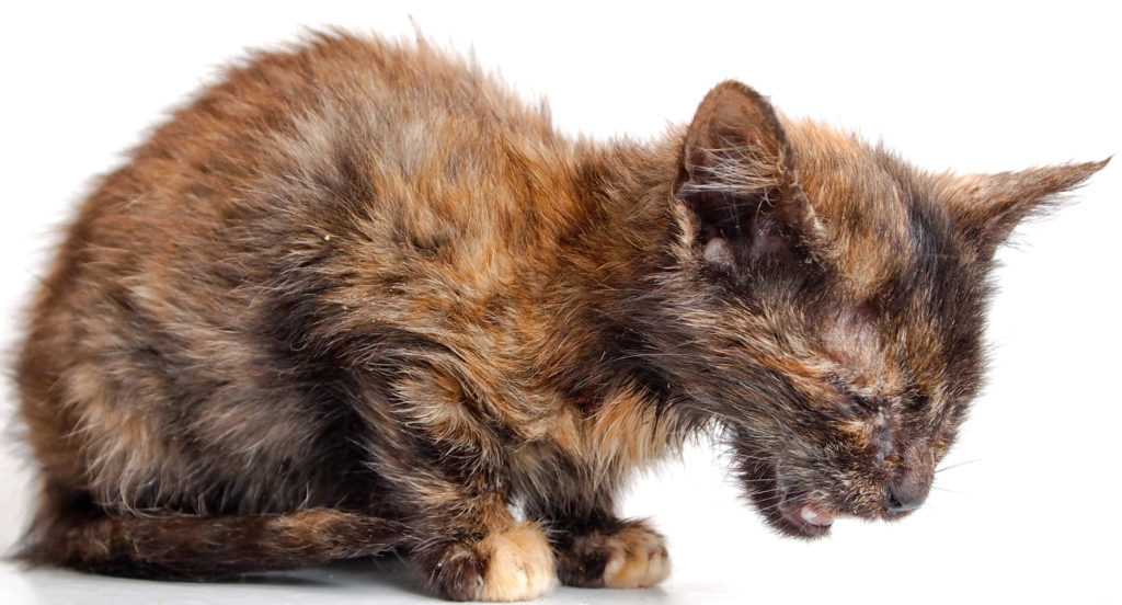 Идиопатические воспалительные заболевания кишечника у кошек. выбор рациональной терапии