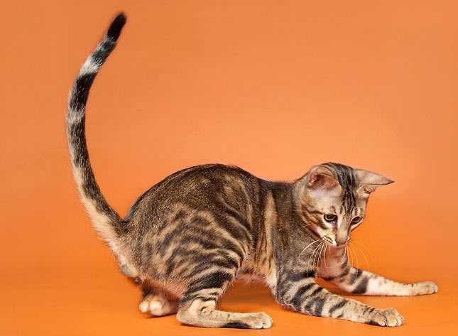Порода кошек сококе: 18 фото, описание, правила ухода и питания, цена