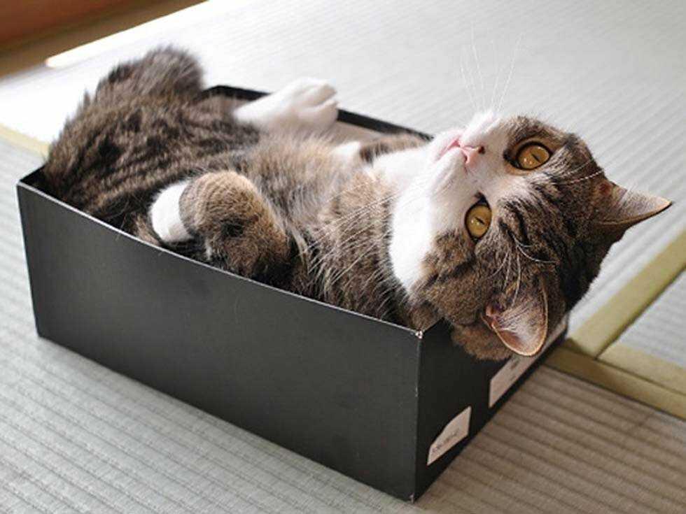 Почему кошки любят коробки и пакеты? почему коты лижут целлофановые пакеты и грызут картонные коробки? почему котам нравится спать в коробках?