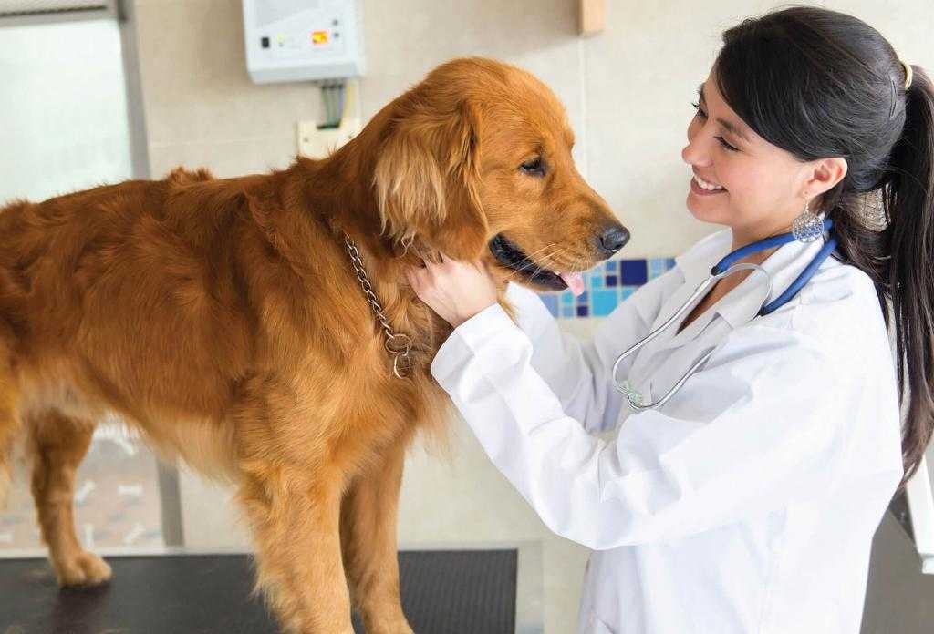 Кастрация и стерилизация собак в ветклинике добрый доктор