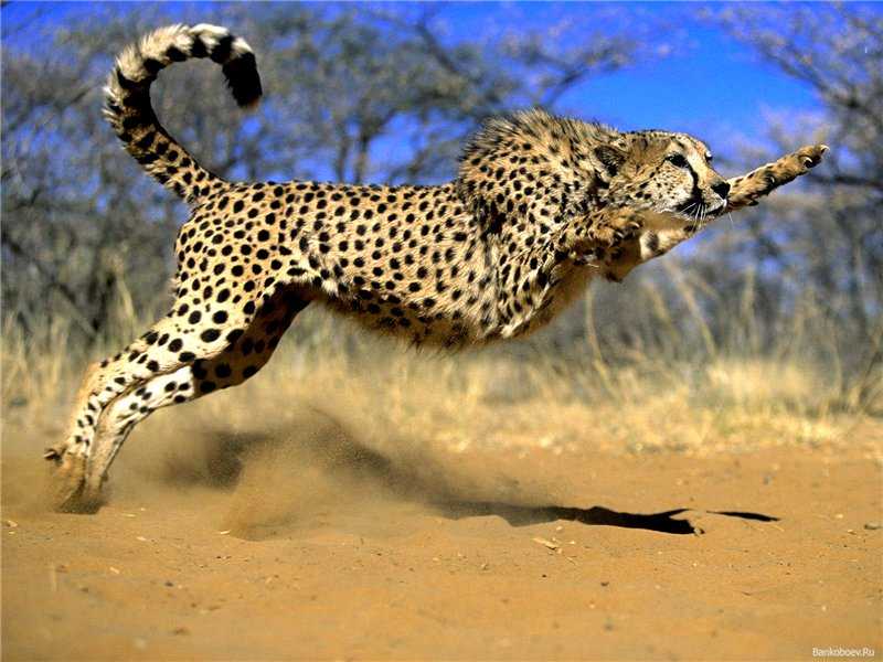 10 самых быстрых животных мира (фото)