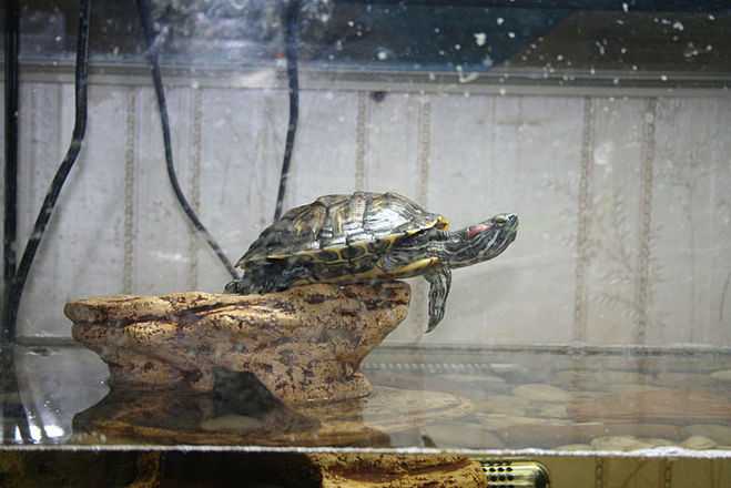 Красноухие черепахи: сколько могут без воды, чем кормить, особенности содержания, обустройство террариума :: syl.ru
