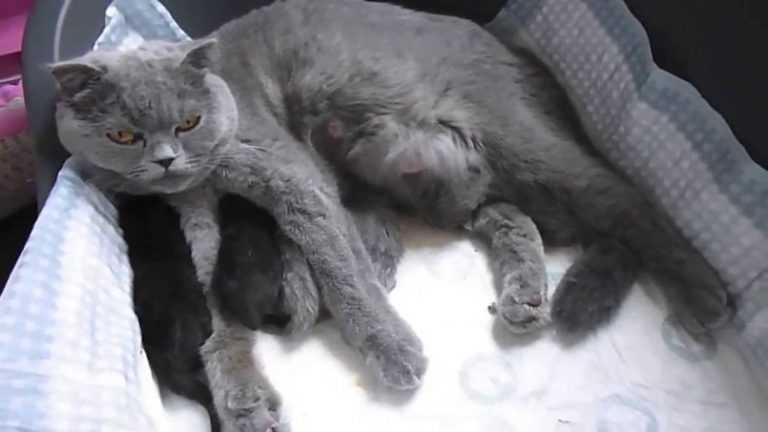Сколько месяцев длится беременность у кошек британской породы