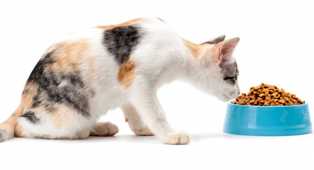 Честный топ самых лучших качественных кормов для котов (мнение ветеринаров)