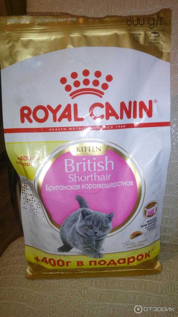 Натуральное питание британских кошек: нормы кормления и режим | муркотики