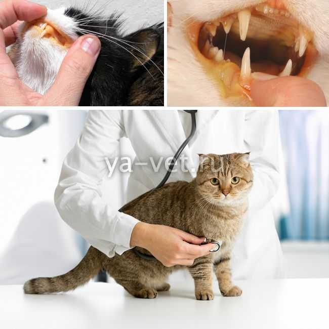 Хронический гепатит у кота