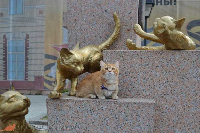 Сквер сибирских кошек тюмень адрес