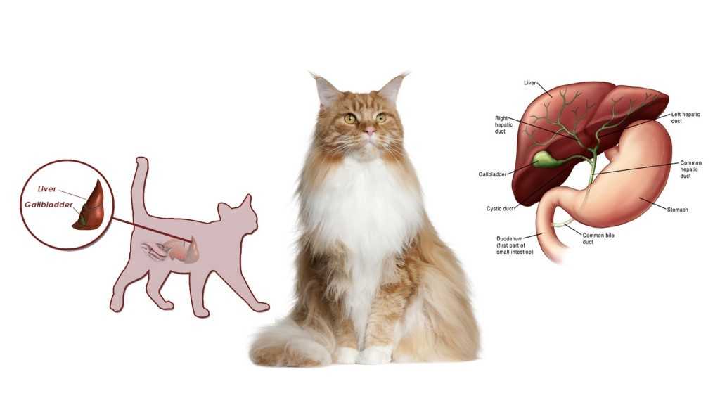 Гепатит у кошек