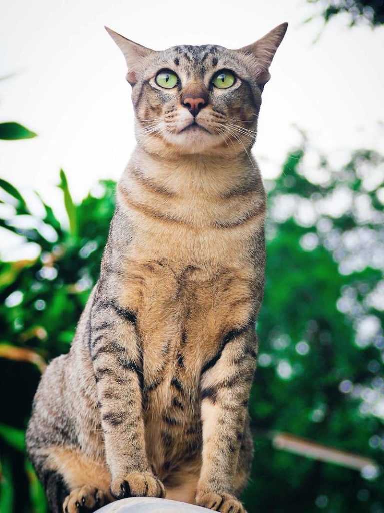 Порода бразильская короткошерстная кошка: характеристики, фото, характер, правила ухода и содержания - petstory
