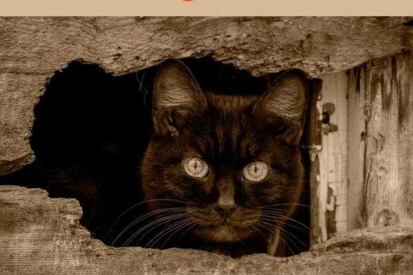Черная кошка или кот в доме, перебежала дорогу – приметы, поверья, суеверия