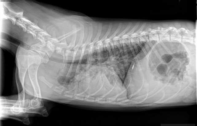 Заболевание: бронхопневмония | скорая ветеринарная помощь