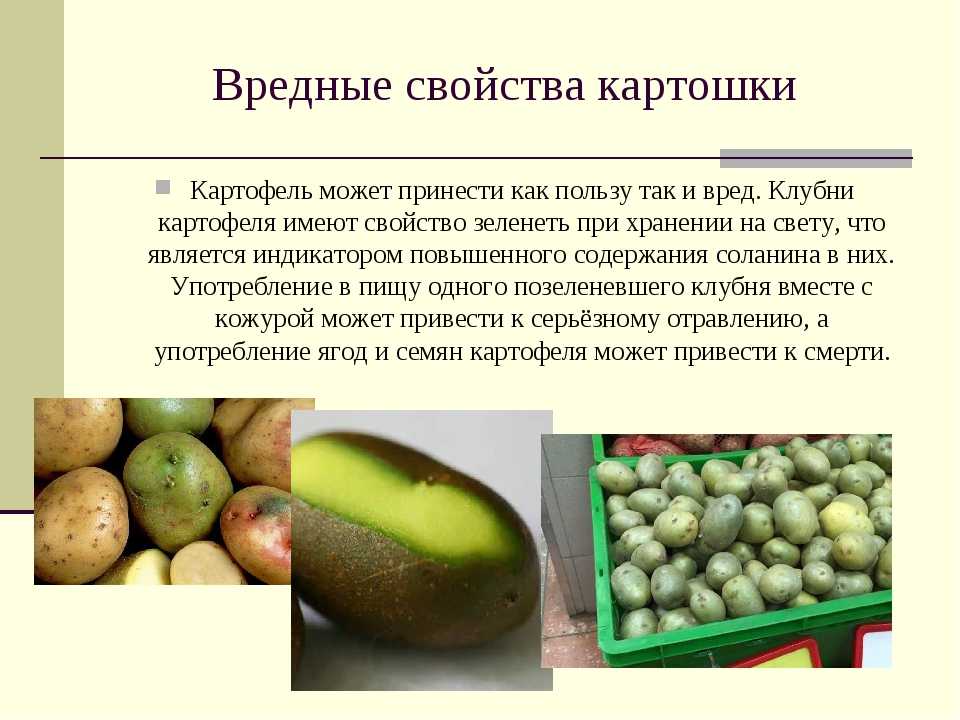 ᐉ можно ли хомякам картошку сырую и вареную? - zoopalitra-spb.ru