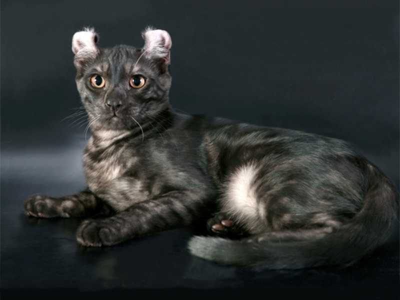Кинкалоу: описание породы кошек с фото и видео