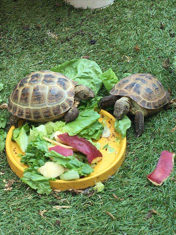Чем кормить красноухих черепах